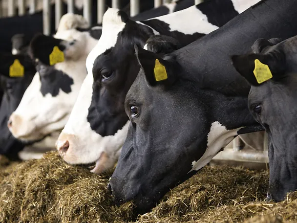 de_fotolia_169901668_ahavelaar_XL de_fotolia_169901668_ahavelaar_XL