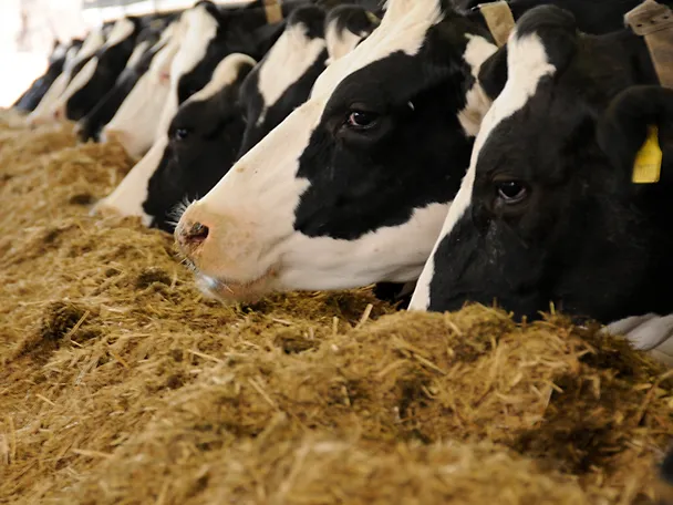 de_haemmerling_milchkühe_1000x750 de_haemmerling_milchkühe_1000x750