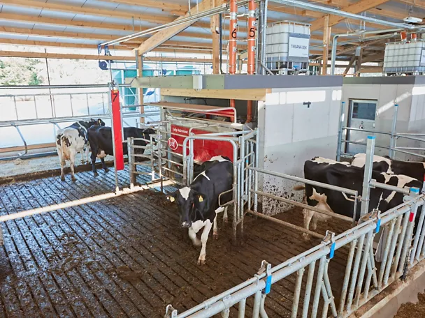 de_hws_tirsana_ams_stall_72dpi_rgb de_hws_tirsana_ams_stall_72dpi_rgb