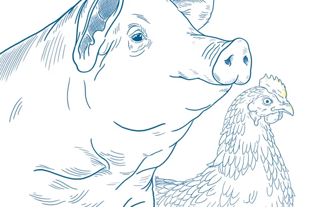 Illustration Schwein Gefluegel Illustration Schwein Gefluegel